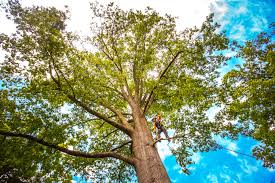 Best Tree Cabling and Bracing  in Canton, NC