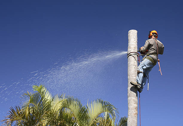 How Our Tree Care Process Works  in  Canton, NC