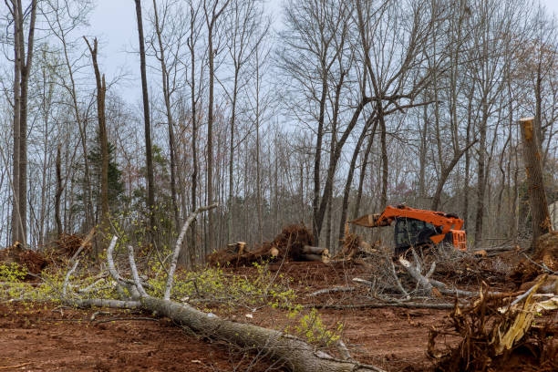 Best Utility Line Clearance  in Canton, NC