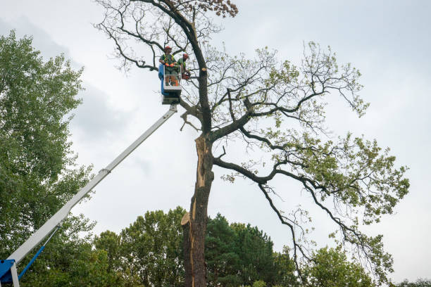 Best Seasonal Cleanup (Spring/Fall)  in Canton, NC