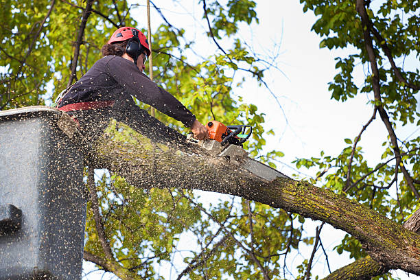 Best Hedge Trimming  in Canton, NC